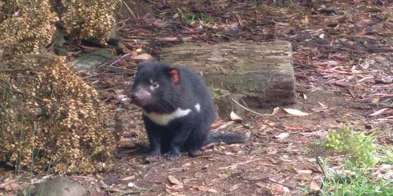 demonio-de-tasmania-2