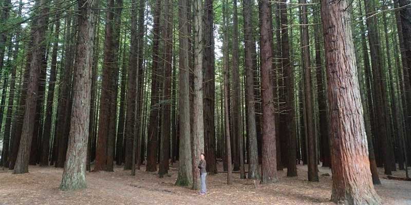 redwoods-nueva-zelanda-bycamper