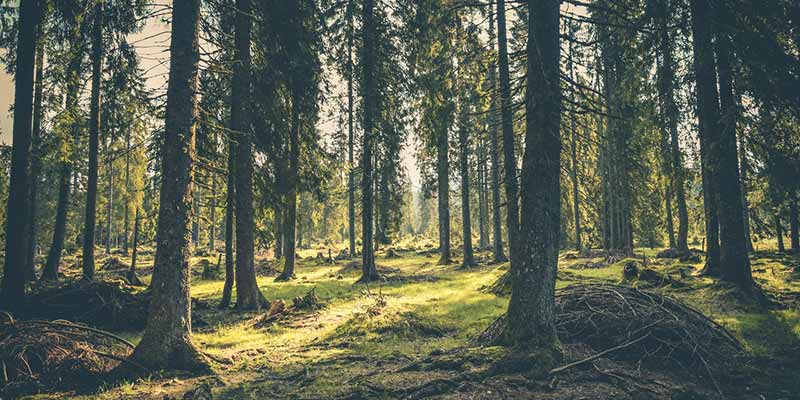 la importancia de los bosques