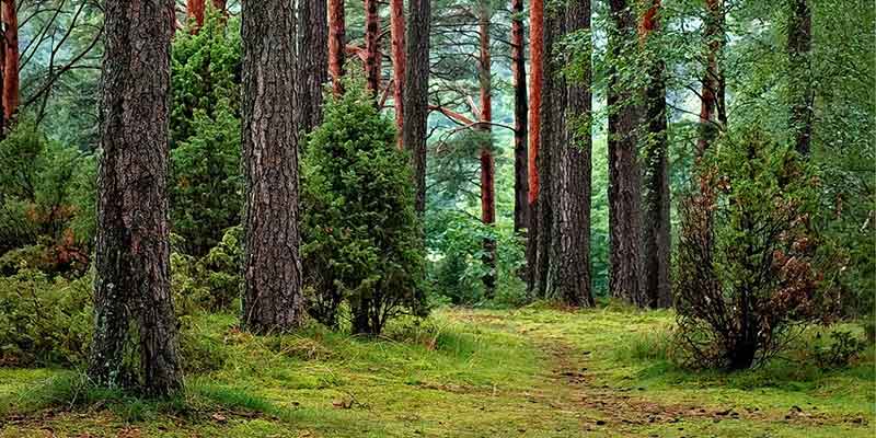 plantar arboles